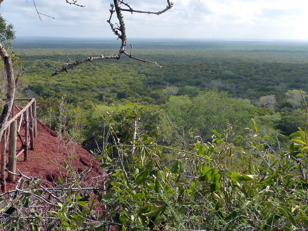 View over Arabuko Sokoke Forest, Kenya's largest coastal forest in Kilifi County, near where the Shakahola tragedy unfolded