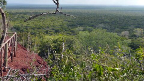 View over Arabuko Sokoke Forest, Kenya's largest coastal forest in Kilifi County, near where the Shakahola tragedy unfolded