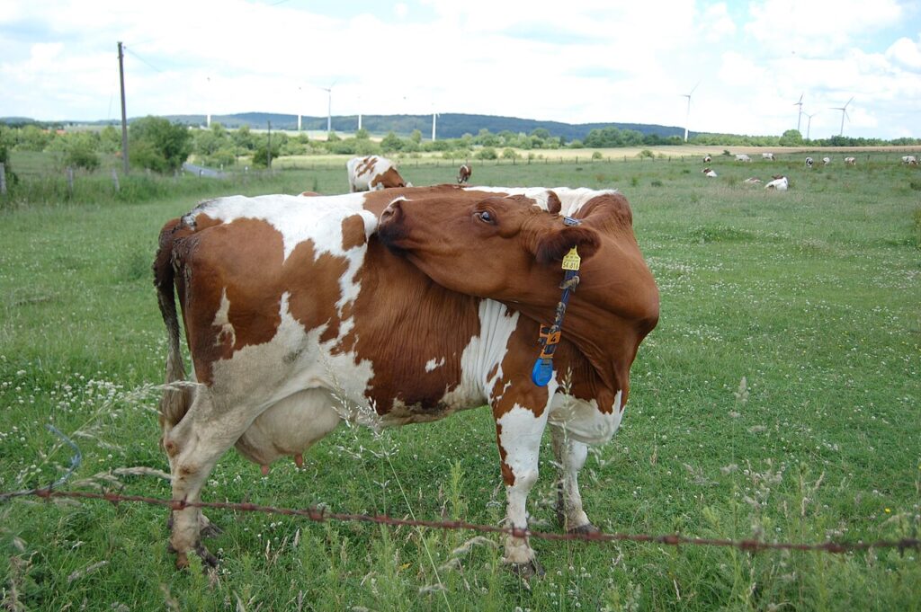 Dairy cattle grazing on pasture