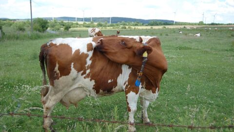 Dairy cattle grazing on pasture