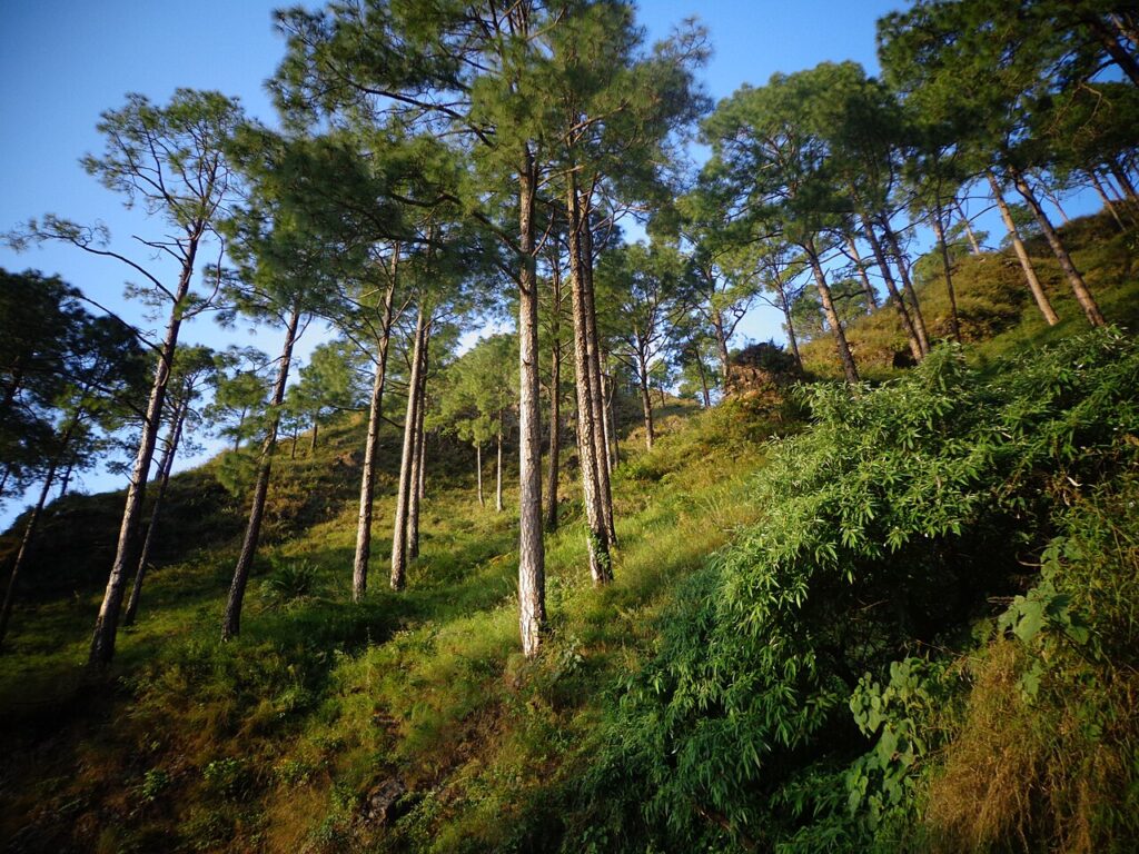 Chir pine forest, Himalayas