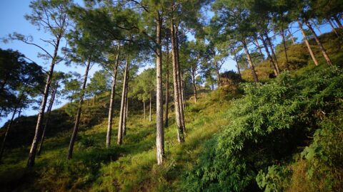 Chir pine forest, Himalayas