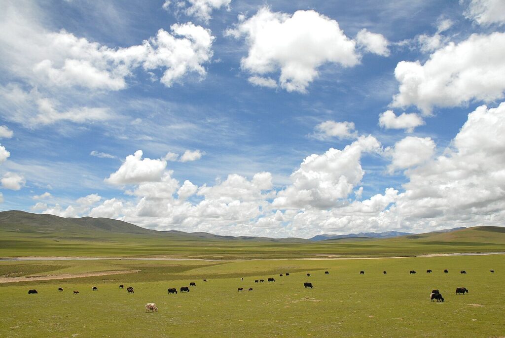 High grassland plateau of Nagqu County, northern Tibet, under a wide sky
