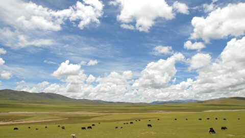 High grassland plateau of Nagqu County, northern Tibet, under a wide sky