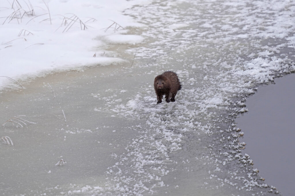 An American mink hunting in a wetland.