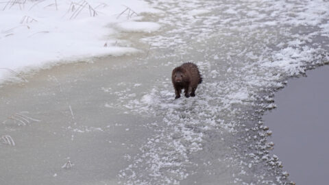 An American mink hunting in a wetland.