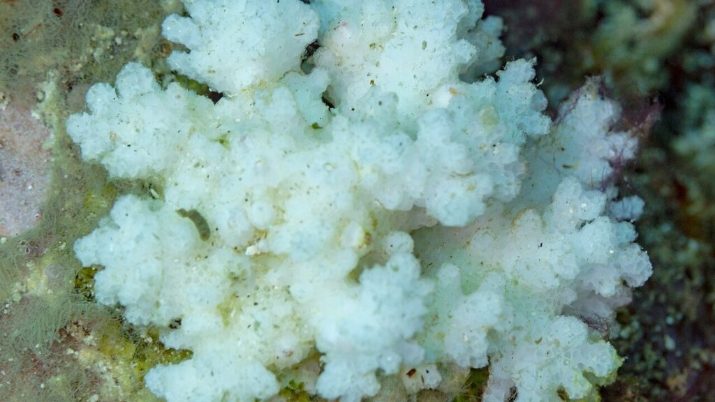 Bleached white cauliflower coral (Pocillopora damicornis) on a reef