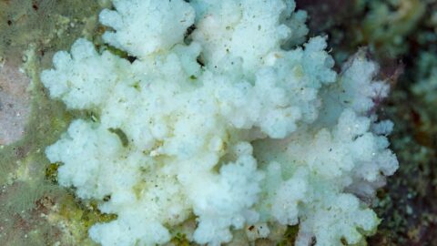 Bleached white cauliflower coral (Pocillopora damicornis) on a reef