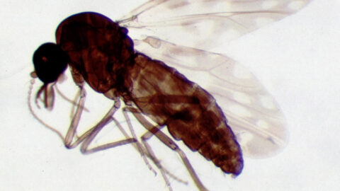 Close-up of a female Culicoides biting midge, the insect that carries the Shamonda virus