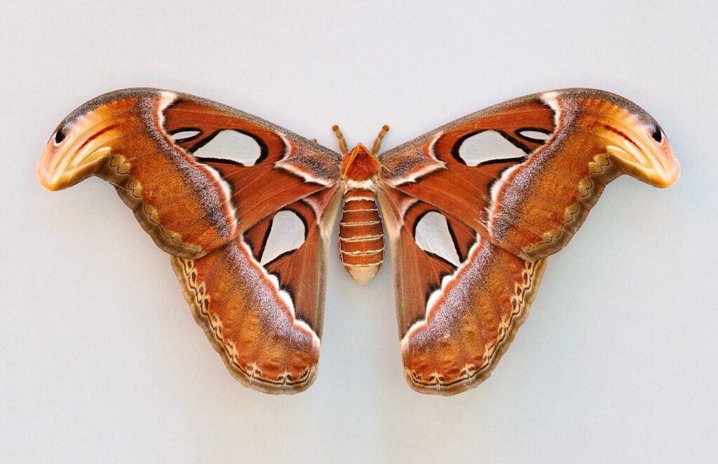 A female Atlas moth with wings spread