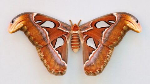 A female Atlas moth with wings spread