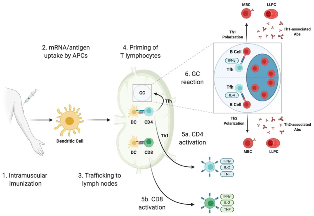 Scientific diagram showing how mRNA vaccines work, from the arm injection through dendritic cells, lymph nodes, and T-cell and antibody activation