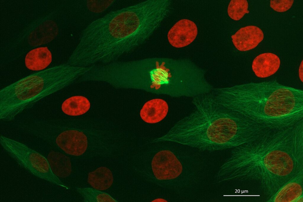 Fluorescence microscopy image of dividing mammalian cells