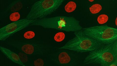 Fluorescence microscopy image of dividing mammalian cells