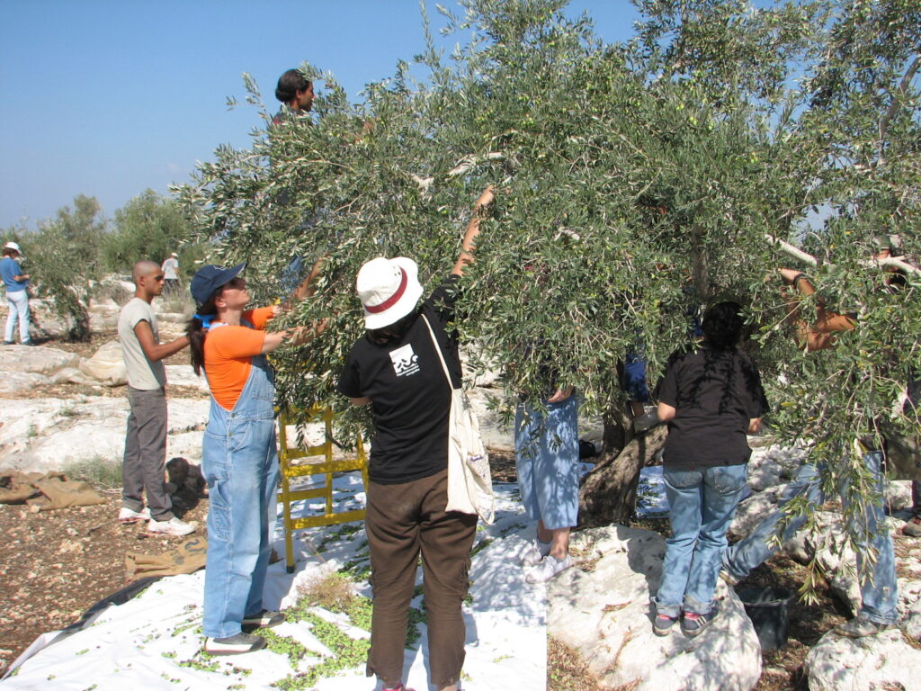 Olive harvesters picking olives in the village of Qafin, northern West Bank