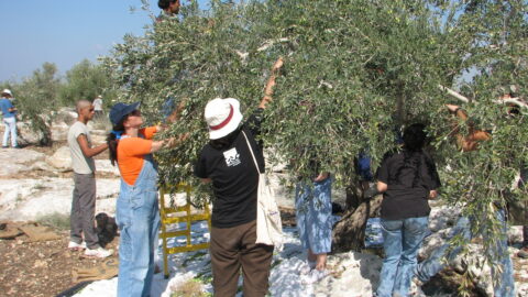 Olive harvesters picking olives in the village of Qafin, northern West Bank